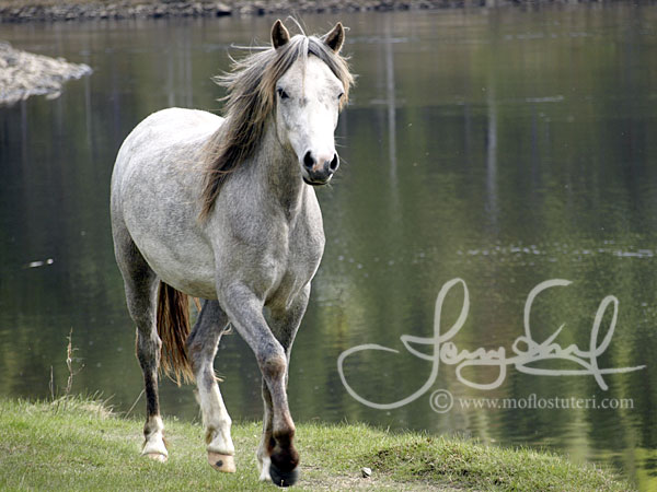 Moflos Finesse (foto © Jenny Staaf)