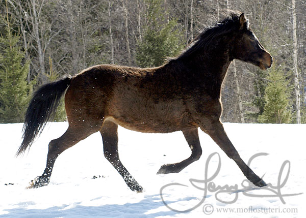 Moflos Glamour (foto © Jenny Staaf)