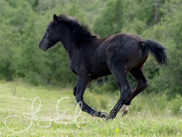 Moflos Vincent (foto  Jenny Staaf)