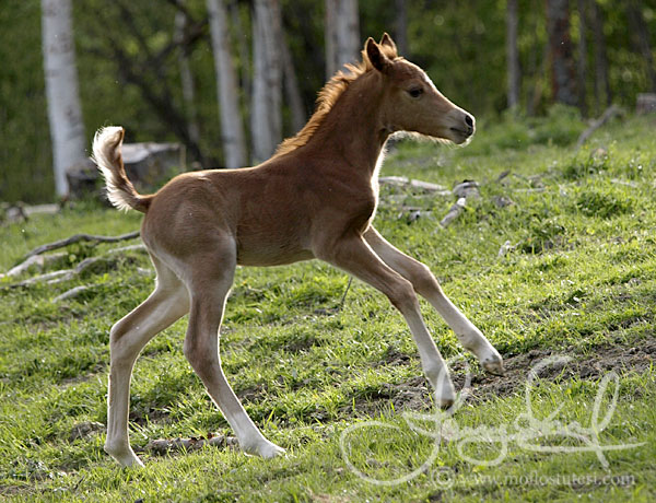 Moflos Zonja (foto © Jenny Staaf)