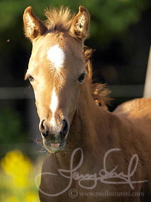 Moflos Zorn (foto © Jenny Staaf)