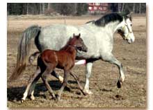 Nyfödd Nattens Cyndh med mamma Cigridh (foto © Marie Kurtson)