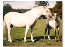 Favjola med Finemang (foto © Jenny Staaf)