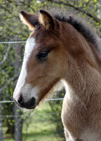 Moflos Jerker (foto  Jenny Staaf)