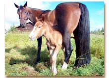 Nyfödd Cherokee med mamma Jeanette Rozz (foto © Linn Wahlberg)