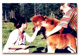 Id-kontroll av hingstfl e. Damit (foto  Katarina Andersson)