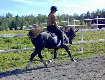 Moflos Variant