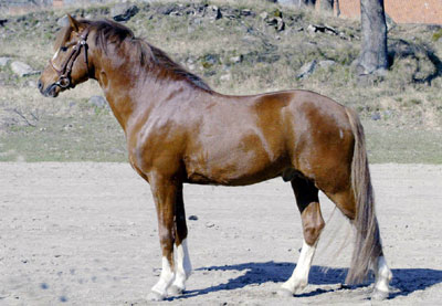 Moflos Zmirnof