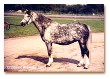 Fantasi p riks i Rttvik (foto  Yvonne Karlsson)