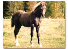 Variant fyra mnader (foto  Jenny Staaf)