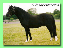 Briolen Jake 36-0082 (foto &copy; Jenny Staaf)