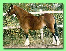 Burhults Nougat RWM 56 (foto � Jenny Staaf)