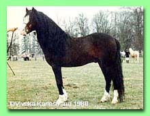 Cawdor Rhys RWM 19 (foto � Viveka Karlestrand)