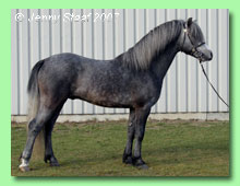 Colne Taboo 36-0087 (foto &copy; Jenny Staaf)