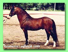 Cui Christian RWM 48 (foto � Johanna Lagnevall)