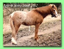 Ekbckens Krumelur RWM 22 (foto  Jenny Staaf)