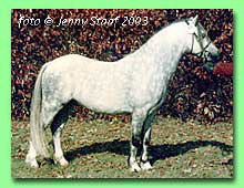 Heniarth Mr Milligan RWM 57 (foto � Jenny Staaf)