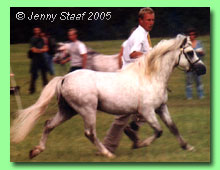 Heniarth Yarra-Glen 36-0069 (foto &copy; Jenny Staaf)