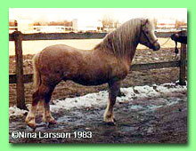 Horshaga Dandie RWM 3 (foto  Nina Larsson)