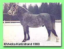 Laeryds Samurai RWM 21 (foto  Viveka Karlestrand)