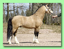 Molstabergs Soprano 36-0084 (foto &copy; Jenny Staaf)