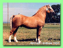 Pegasus Buckey RWM 33 (foto � Kristin F�gerskj�ld)