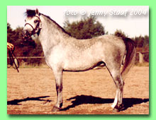 Pegasus Commander RWM 66 (foto � Jenny Staaf)