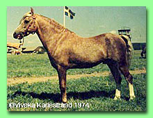 Sfstaholms Ben Hur RWM 2 (foto  Viveka Karlestrand)