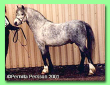 Salstas Silver Ghost RWM 53 (foto  Pernilla Persson)