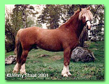 Springbourne Pioneer RWM 49 (foto � Jenny Staaf)