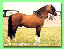 Stuifakker�s Chico RWM 36 (foto � Johanna Lagnevall)