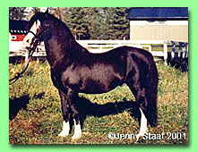 Symondsbury Tartar RWM 50 (foto � Jenny Staaf)