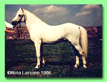 Breccles Minstrel Boy RW 45 (foto  Nina Larsson)