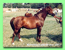 Cawdor Hywel RW 16 (foto  Viveka Karlestrand)