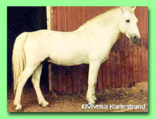 Coed Coch Selyf RW 3 (foto  Viveka Karelstrand)
