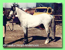 Fagers Galant RW 52 (foto  Gunilla Olesj-Andersson)