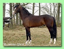 Henshof Rafael 35-0152 (foto © Jenny Staaf)