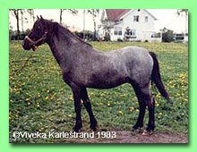 Horshaga Cyrano RW 13 (foto  Viveka Karlestrand)