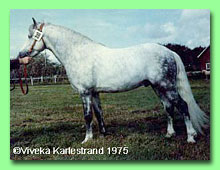 Pamir RW 41 (foto  Viveka Karlestrand)