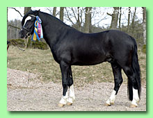 Blaidd Storm 42-0016 (foto � Jenny Staaf)