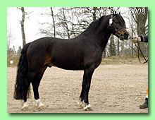 Cadfach Dennis the Menace 42-0011 (foto &copy; Jenny Staaf)