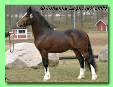 Cynorian Misty Prince 42-0008 (foto &copy; Johanna Lagnevall)