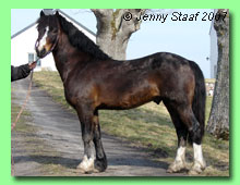 Gribsvads Rosehal 42-0010 (foto &copy; Jenny Staaf) 