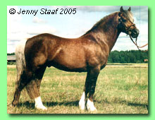 Henfynyw Tywysog RWC 3 (foto ��Jenny Staaf