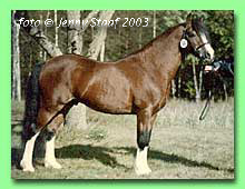 Kokkedals Grounau Baby RWC 4 (foto � Jenny Staaf)