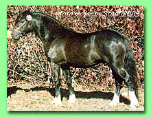 Kokkedal�s Impression RWC 6 (foto � Jenny Staaf)