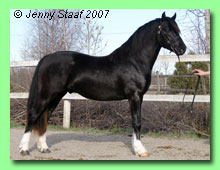 Pentryparc Shonnyn Ddu 42-0015 (foto &copy; Jenny Staaf)