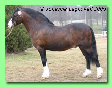 Tyreos Storm Buster 42-0009 (foto &copy; Johanna Lagnevall)