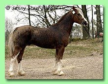 Asg&aring;rds Guram 37-0040 (foto &copy; Jenny Staaf)