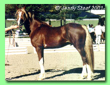 Blaengwen Dafydd 37-0022 (foto &copy; Jenny Staaf)